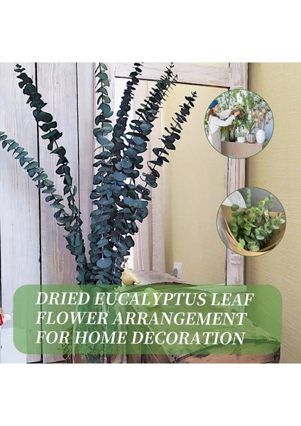 10 Paket Doğal Kurutulmuş Okaliptüs Demeti Korunmuş Taze Okaliptüs Dalları Çiçek Aranjmanları Için Düğün Ev Dekor (Yurt Dışından) fırsatları