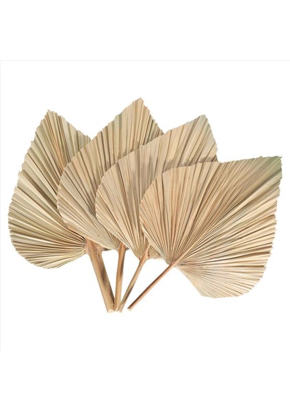 24 Adet Kurutulmuş Palmiye Yaprakları Kurutulmuş Palmiye Fanları Bohem Kuru Palmiye Mızrakları Yapay Bitkiler Hurma Yaprakları Tropikal Palmiye Yaprakları (Yurt Dışından) fiyatları