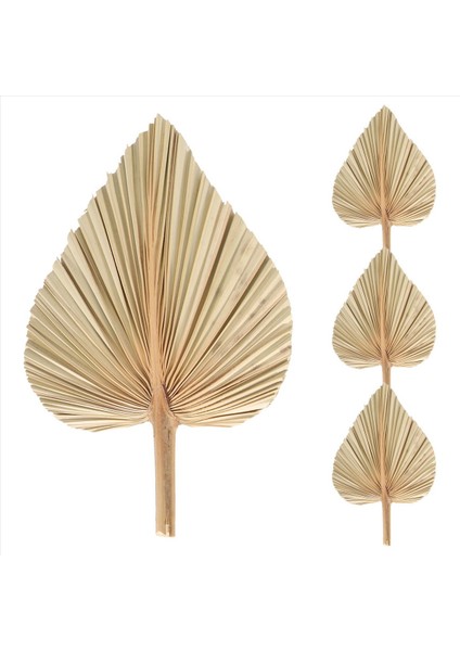 24 Adet Kurutulmuş Palmiye Yaprakları Kurutulmuş Palmiye Fanları Bohem Kuru Palmiye Mızrakları Yapay Bitkiler Hurma Yaprakları Tropikal Palmiye Yaprakları (Yurt Dışından) fırsatları