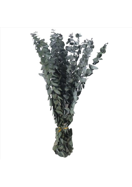 16PCS Korunmuş Kurutulmuş-Okaliptüs-Dallar Duş Için 17IN Taze Okaliptüs Bitkisi Vazo Dolgu Için Gerçek Okaliptüs Demeti (Yurt Dışından)