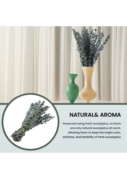 16PCS Korunmuş Kurutulmuş-Okaliptüs-Dallar Duş Için 17IN Taze Okaliptüs Bitkisi Vazo Dolgu Için Gerçek Okaliptüs Demeti (Yurt Dışından) modelleri