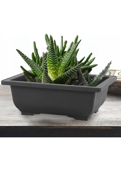 6 Paket Bonsai Eğitim Tencereleri Tepsiyle Plastik Bonsai Bitkileri Bahçe Yard Salon Oturma Odası Için Tencereye Büyüyen 22 5X16 5cm (Yurt Dışından) fırsatları