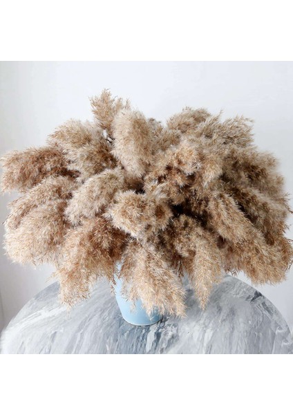 30 Sap Kurutulmuş Pampas Çim Yabani Pampas Çim Kabarık Pampas Çiçek 17 Inç Dökme Pampas Çim Dekor Çiçekleri Kurutulmuş Bitkiler (Yurt Dışından) fiyatları