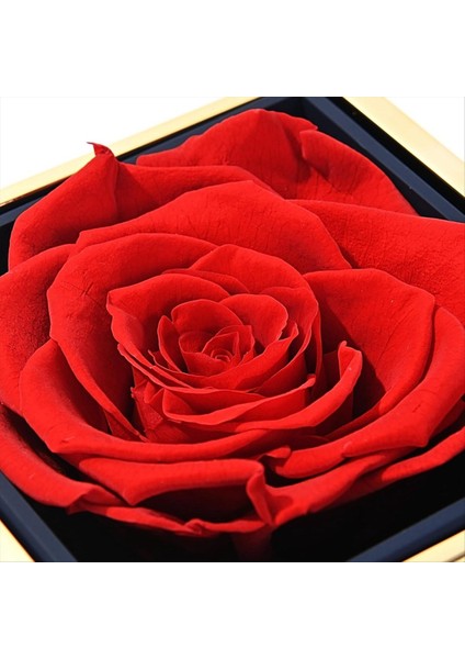 Kolye Gravür ve Gül Kız Arkadaşı Için Özelleştirilmiş Kolye ile Ebedi Doğal Gül Kutusu (Yurt Dışından) fırsatları