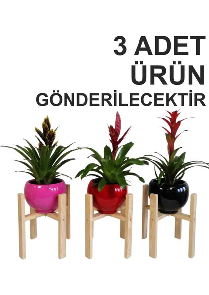 Vernikli Ahşap Saksı Standı Çiçeklik Saksılık Ayağı Stant Raf Saksı Altlığı Stand
