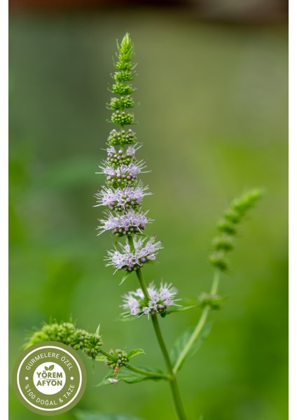 Yörem Afyon Kadınların Sağlık, Denge ve Güzellik Üçgeninin Sırrı Hakiki Kıvırcık Nane (Mentha Spicata) | 60GR. modelleri