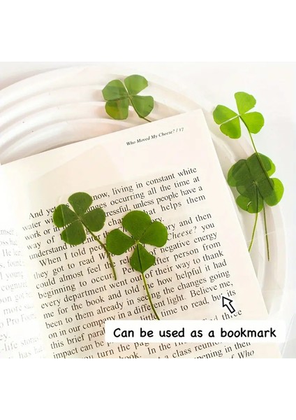 Gerçek 4 Yapraklı Yonca Lamine Edilmiş Harika Bir Hediye 2 Adet indirimleri