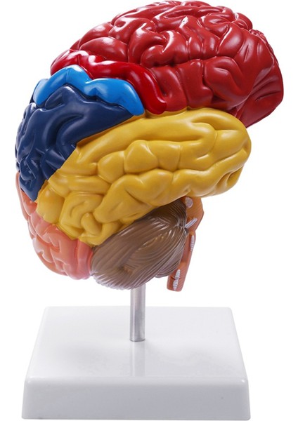 Beyin Anatomik Modeli Anatomisi 1:1 Yarım Beyin Beyin Sapı (Yurt Dışından)