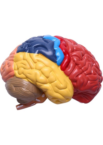 Beyin Anatomik Modeli Anatomisi 1:1 Yarım Beyin Beyin Sapı (Yurt Dışından) fırsatları