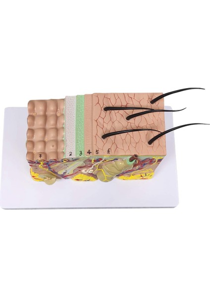 Cilt Modeli, 35X Büyütülmüş Anatomik Model Anatomi Bilim Sınıfı Çalışma Ekran Öğretim Modeli (Yurt Dışından) modelleri