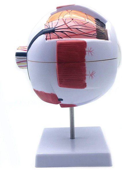 6x Genişlemiş Insan Gözü Anatomik Model, Anatomik Olarak Doğru Göz Modeli Insan Göz Anatomisi Bilim Sınıfı Çalışması (Yurt Dışından) fiyatları