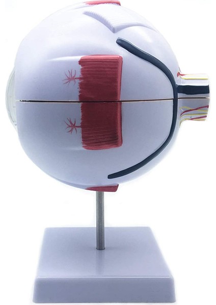 6x Genişlemiş Insan Gözü Anatomik Model, Anatomik Olarak Doğru Göz Modeli Insan Göz Anatomisi Bilim Sınıfı Çalışması (Yurt Dışından) indirimleri