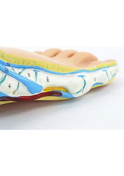 Ayak Anatomisi Modeli, Insan Anatomisi Ayak Modeli, (Normal) (Yurt Dışından) indirimleri