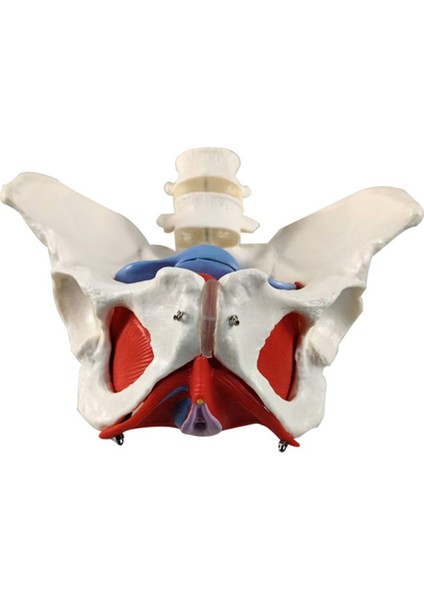 2-Bölümlü Bel Kemeri Kadın Pelvik Taban Kas Modeli (Yurt Dışından)