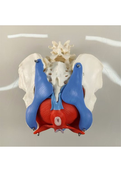 2-Bölümlü Bel Kemeri Kadın Pelvik Taban Kas Modeli (Yurt Dışından) fiyatları