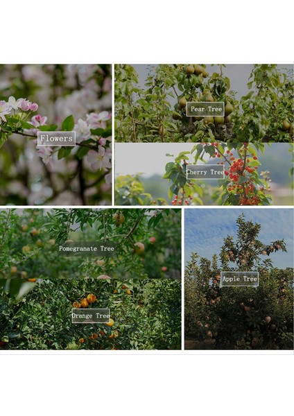 Şube Serpiriciler Bitki Kök Izi Meyve Ağacı Şube Çekme Makine Çiftlik Araçları Yeni Erik Ağacı Açık Açılı Çekme (Yurt Dışından) fırsatları