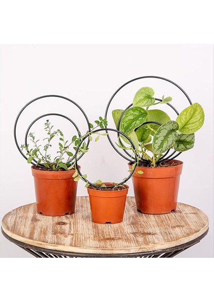 Tırmanma Için 3 Kapalı Yuvarlak Bitki Kafes Seti, Saksı Sarmaşık Için Metal Çerçeveler, Açık Saksı Planları Destek, B (Yurt Dışından) fırsatları