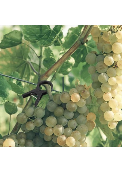 100PCS Bitki Aşılama Klipsli Plastik Bahçe Aracı Salatalık Patlıcan Karpuz, Yuvarlak Ağız Düz Ağız Antifall Kelepçe (Yurt Dışından) indirimleri