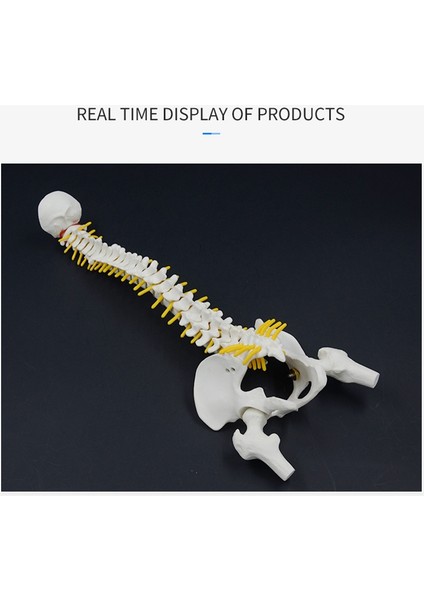 45CM Pelvik Modelli Insan Omurga Insan Anatomik Anatomi Omurga Modeli Omurga Modeli+Stand Fexible (Yurt Dışından) fırsatları