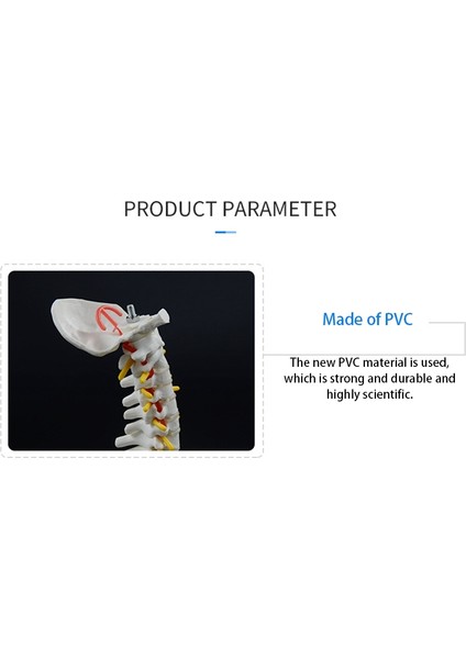 45CM Pelvik Modelli Insan Omurga Insan Anatomik Anatomi Omurga Modeli Omurga Modeli+Stand Fexible (Yurt Dışından) indirimleri
