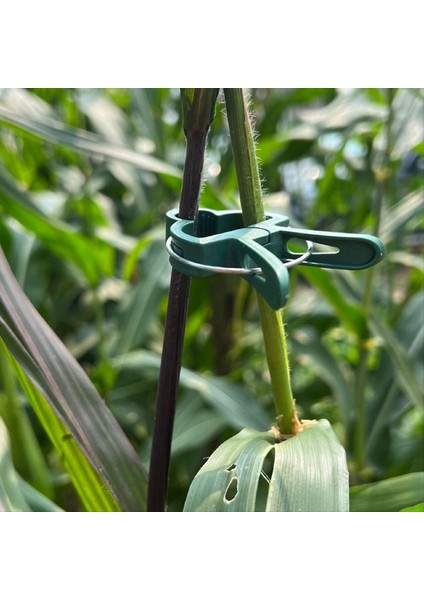 Büyük Botanik Bahçe Klipsi Seti Plastik Klipler ve Diğer Bitkiler (Yurt Dışından) fırsatları