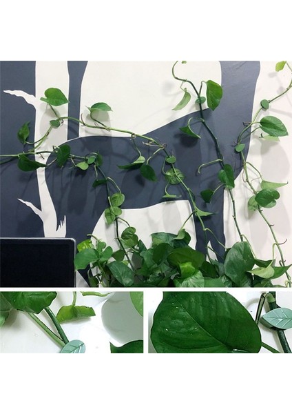 100PCS Görünmez Bitki Tırmanma Duvar Fikstürü Rattan Asma Braketi Sabit Toka Yaprağı Klipsleri Bitkiler Için Çekiş Tutucu (Yurt Dışından) indirimleri