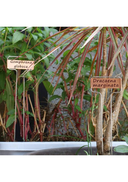 30 Paket 10 Inç Yüksek Bakır Plaka Metal Bitki Etiketleri Bahçe Kazık Etiketleri Yeniden Kullanılabilir Ekim Bahçecilik Işaretleri (Yurt Dışından) indirimleri