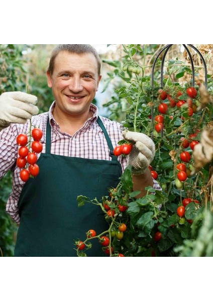 Tırmanma Bitkisi Dikilitaş Kafes, Bahçe Kafes, Tırmanma Asma Bitkisi Standı, Çiçek Standı, Bitki Kulesi, 2pcs (C) (Yurt Dışından) indirimleri