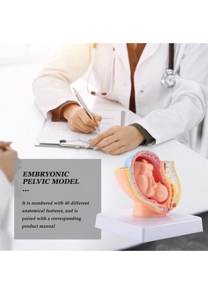 Insan Gebelik Fetal Gelişimi 9. Ay Embriyonik Pelvik Model Fetus Fetus Gebelik Plasenta Modelinin Anatomisi (Yurt Dışından) fırsatları