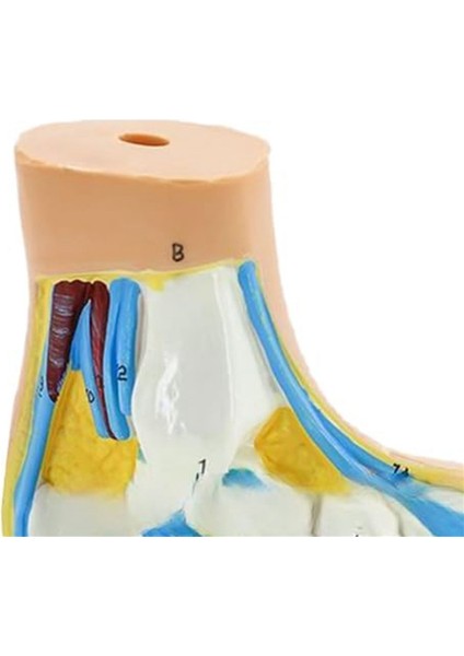 Ayak Anatomisi Modeli, Insan Anatomisi Ayak Modeli, (Düztabanlık) (Yurt Dışından) indirimleri
