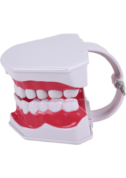 Diş Modeli Fırçalama Diş Flossing Pratik Diş Tipodontlar Modu Gingiiva Görünür Anatomik Gösteri (Yurt Dışından)