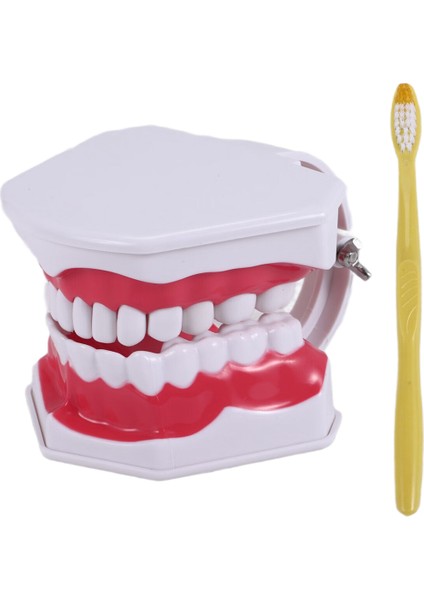 Diş Modeli Fırçalama Diş Flossing Pratik Diş Tipodontlar Modu Gingiiva Görünür Anatomik Gösteri (Yurt Dışından) fiyatları
