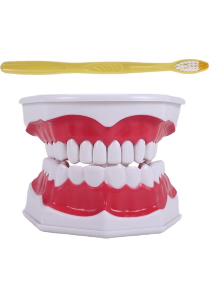 Diş Modeli Fırçalama Diş Flossing Pratik Diş Tipodontlar Modu Gingiiva Görünür Anatomik Gösteri (Yurt Dışından) modelleri