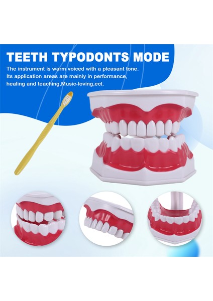 Diş Modeli Fırçalama Diş Flossing Pratik Diş Tipodontlar Modu Gingiiva Görünür Anatomik Gösteri (Yurt Dışından) indirimleri
