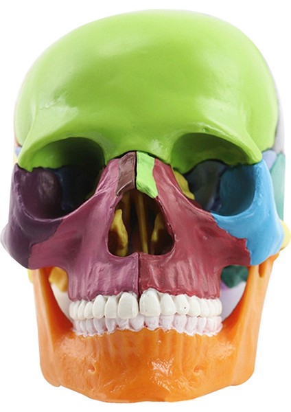 Tıbbi-Kafatası Insan Vücudu Modeli Eğitim Kafatası Modeli,çok Renkli (Yurt Dışından)