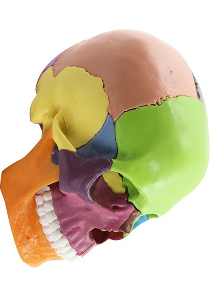 Tıbbi-Kafatası Insan Vücudu Modeli Eğitim Kafatası Modeli,çok Renkli (Yurt Dışından) fiyatları