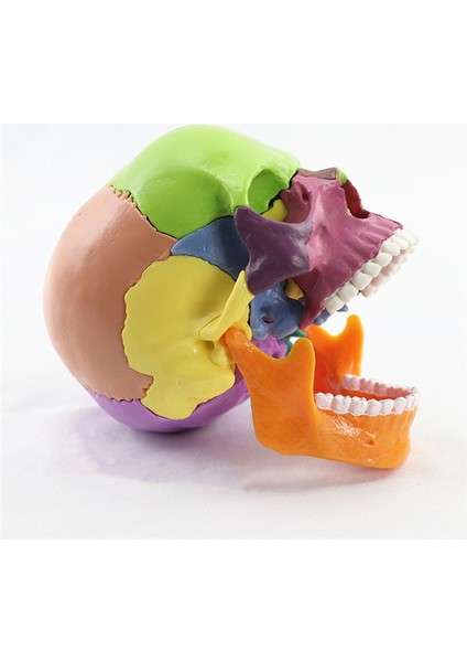 Tıbbi-Kafatası Insan Vücudu Modeli Eğitim Kafatası Modeli,çok Renkli (Yurt Dışından) fırsatları