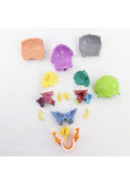 Tıbbi-Kafatası Insan Vücudu Modeli Eğitim Kafatası Modeli,çok Renkli (Yurt Dışından) indirimleri