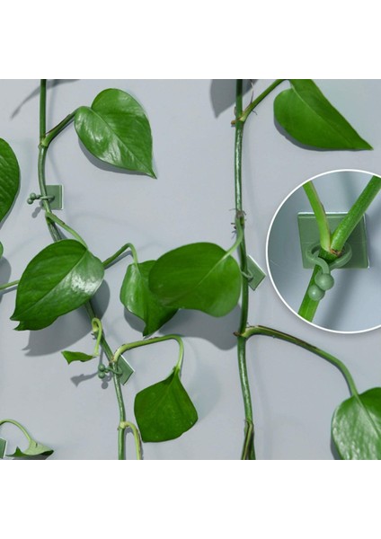 120PCS Yeşil Görünmez Duvar Asma Sabitleme Klipsi, Bitki Tırmanma Sabitleme Cihazı Kendi Kendine Yapışkanlı Sabitleme Kanca Asma Sabitleme Cihazı (Yurt Dışından) modelleri