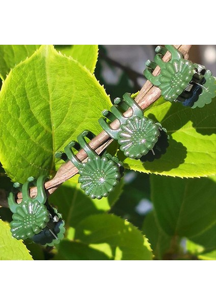 300PCS Orkide Klipsleri Bitki Destek Klipleri, Güvenli Plastik Bitki Klipsli Bahçe Domates Bitki Destek Sapları Asma Sabitleme Klipsleri (Yurt Dışından) fırsatları