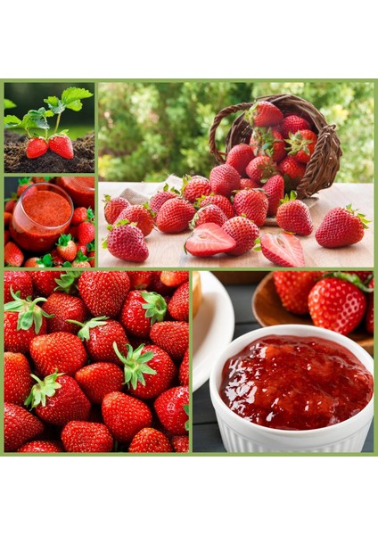 Doğal Çilek Reçeli 290GR (% 65MEYVE)