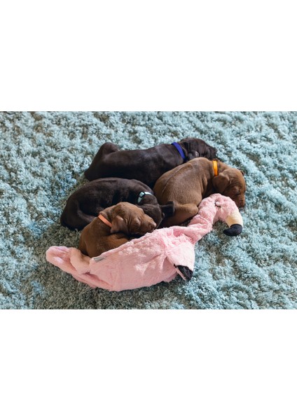 Techmrt Beeztees Yavru Köpek Oyuncağı, Flamingo, Peluş, Pembe, 43X24X4CM modelleri