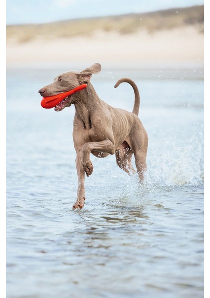 Techmrt Beeztees Köpek Oyuncağı, Yüzen, Şamandıra, Tpr, Kırmızı, 28X13X8CM fiyatları