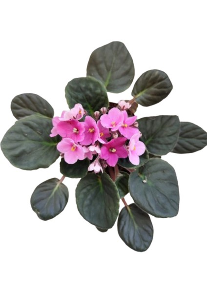 (7 Lt) Çiçekler için Genel Haşere İlacı (Unlu Pamuk Biti, Sinek Ve Yaprak Biti, Kırmızı Örümcek) 2 ADET MENEKŞE ÇİÇEĞİ HEDİYELİ modelleri