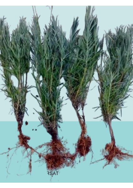 (2300 ml) Çiçekler için Genel Haşere İlacı (Unlu Pamuk Biti, Sinek Ve Yaprak Biti, Kırmızı Örümcek) 2 Adet Lavanta Fidesi Hediye modelleri