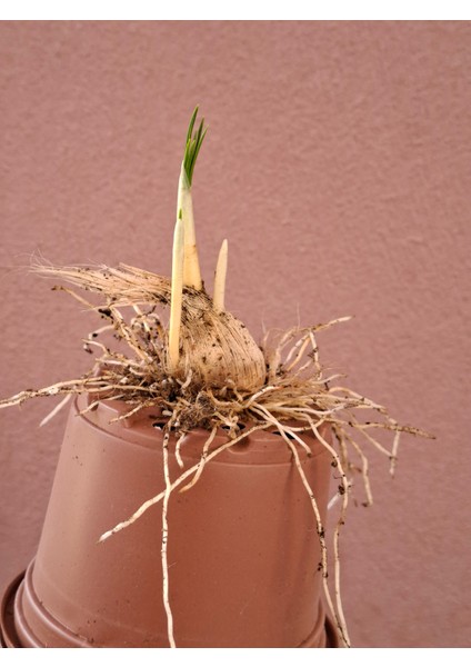 Safran Soğanı modelleri