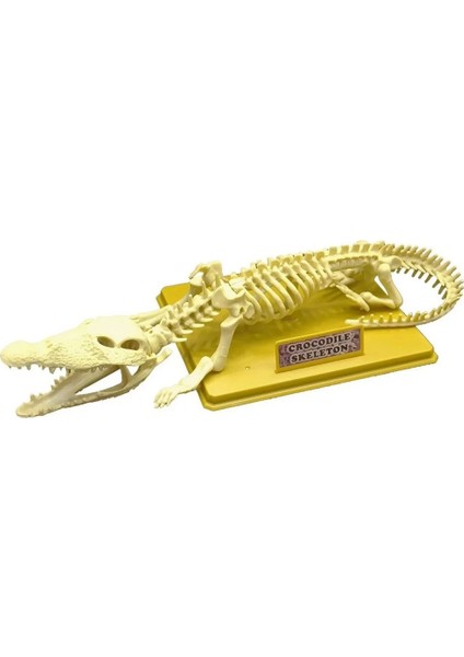 Timsah Iskeleti Bilim Seti Kız Erkek Çocuk Oyuncak Eğitici Oyuncaklar