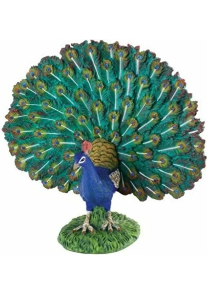 Kutulu Model Tavuskuşu