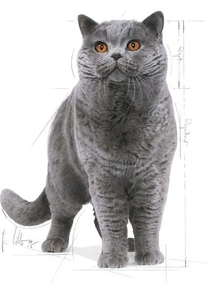 British Shorthair Yetişkin Kedi Maması 400 gr x 2 Adet indirimleri