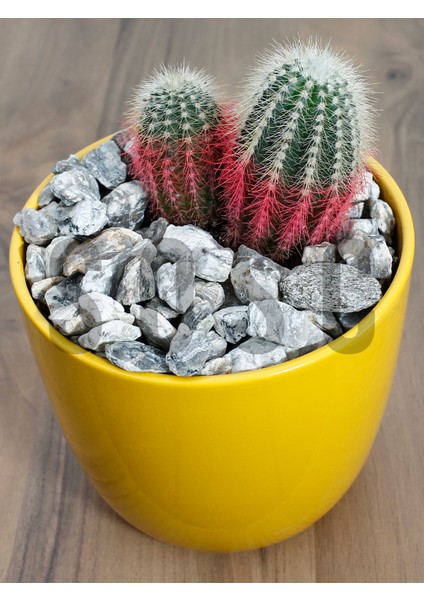 Sosc Natural Dekoratif Çakıl Taşı, Gnays Dolomit, Gri Sarı Damarlı, 1-2 Cm, 3 kg modelleri